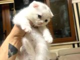 Sağlikli Uyguna Erkek Scotti̇sh Bebek