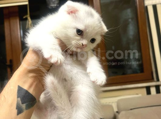 Sağlikli Uyguna Erkek Scotti̇sh Bebek görsel