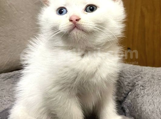 Sağlikli Uyguna Erkek Scotti̇sh Bebek görsel