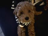 Toy Poodle