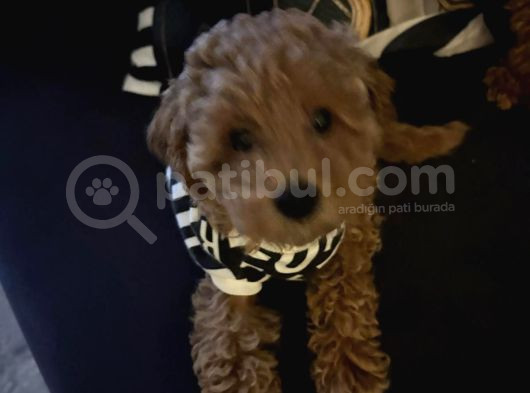 Toy Poodle görsel