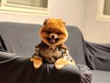 16 Aylık Erkek Pomeranian 