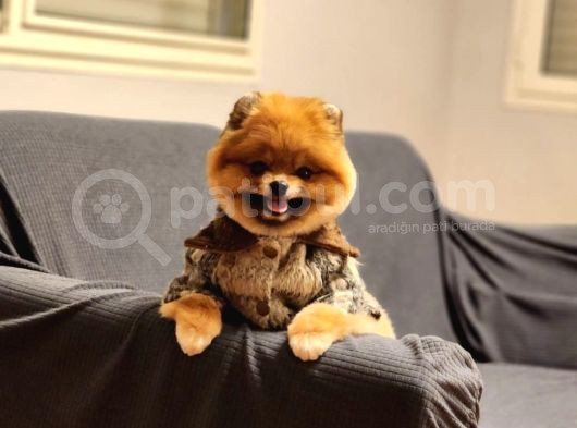 16 Aylık Erkek Pomeranian 