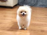 15 Aylık Erkek Krem Pomeranian 