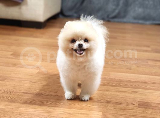 15 Aylık Erkek Krem Pomeranian 