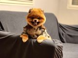 16 Aylık Erkek Pomeranian 