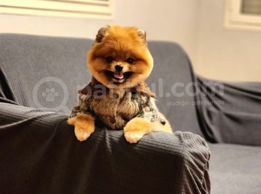 16 Aylık Erkek Pomeranian  görsel