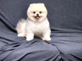 15 Aylık Erkek Krem Pomeranian 