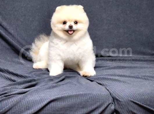 15 Aylık Erkek Krem Pomeranian  görsel
