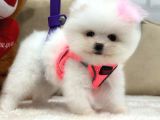 Pomerani̇an Boo-Spi̇tz Yavrularimiz Hazirdir