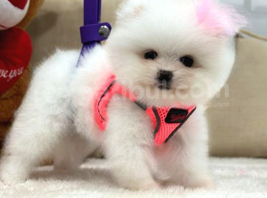 Pomerani̇an Boo-Spi̇tz Yavrularimiz Hazirdir görsel