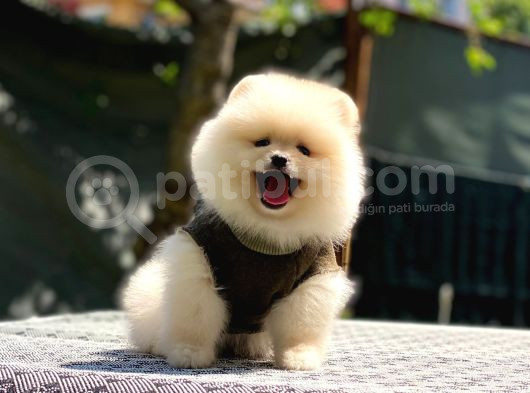 Pomerani̇an Teddy Bear Yavrularimiz görsel