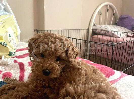 Toy Poodle görsel