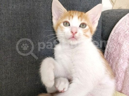 Erkek 2 Aylık Mırıldanmayı Seviyor görsel