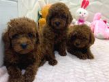 TOY POODLE YAVRULARIMIZ