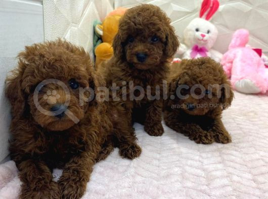 Toy Poodle Yavrularimiz