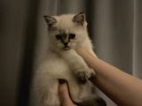 British Shorthair Yavrular