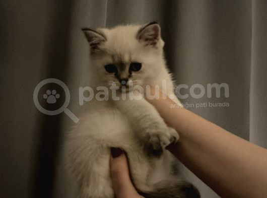 British Shorthair Yavrular görsel