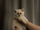 British Shorthair Yavrular