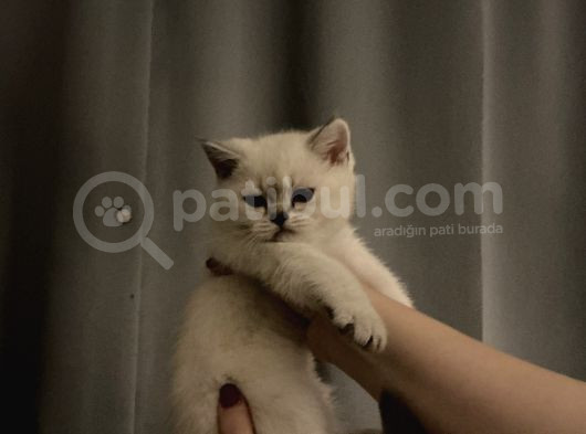 British Shorthair Yavrular
