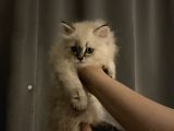British Shorthair Yavrular
