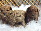 Kaliteden Anlayanlara Poodle
