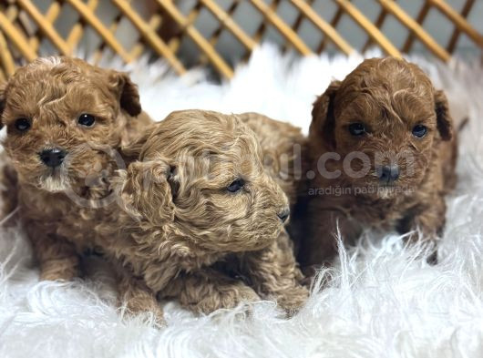 Kaliteden Anlayanlara Poodle görsel