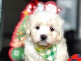 Maltese Terrier Bebekleri̇