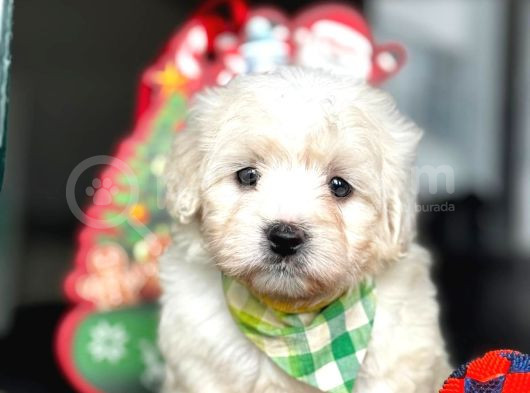 Maltese Terrier Bebekleri̇ görsel