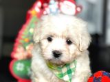 MALTESE TERRIER BEBEKLERİ
