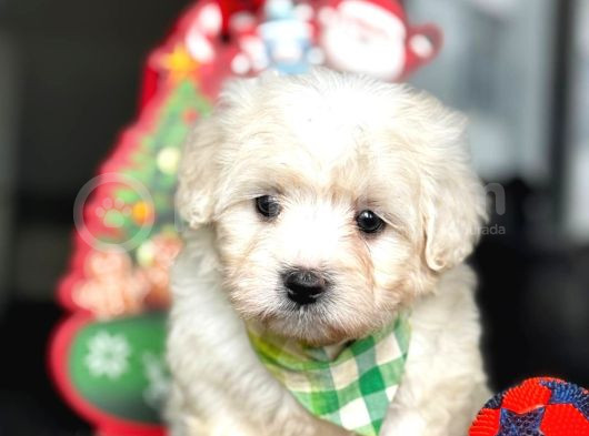 Maltese Terrier Bebekleri̇