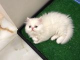 Safkan Yavru Persi̇an
