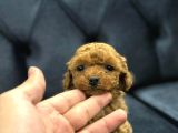 Kaliteden Anlayanlara Poodle