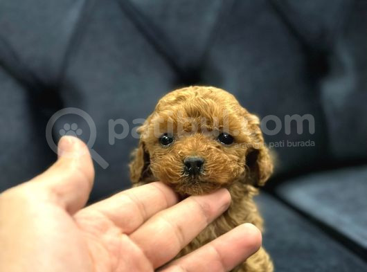 Kaliteden Anlayanlara Poodle görsel