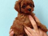 Toy Poodle Yavrularimiz