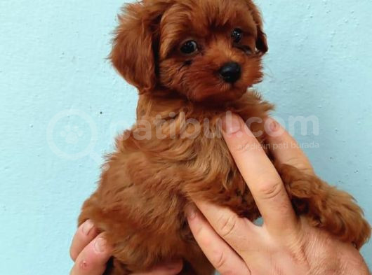 Toy Poodle Yavrularimiz görsel