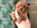 Kaliteden anlayanlara poodle