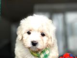 Maltese Terrier Bebekleri̇