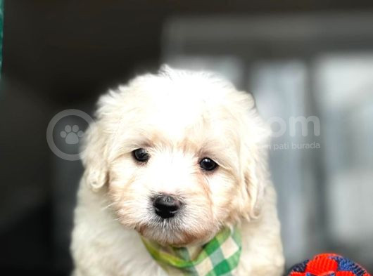 Maltese Terrier Bebekleri̇ görsel