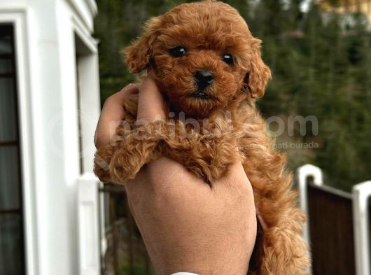 Kaliteden Anlayanlara Poodle görsel