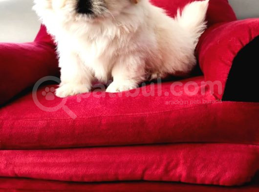 Peki̇nez Ci̇nsi̇ Yavrular Sevi̇mli̇ görsel