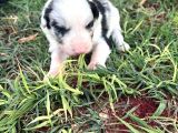 Sağlıklı safkan border collie yavrular