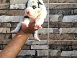BorderCollie yavrularımız