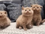 Kedi Ilanı