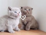 Kedi ilanı