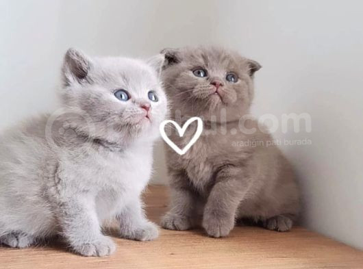 Kedi Ilanı