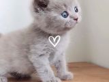 Kedi Ilanı