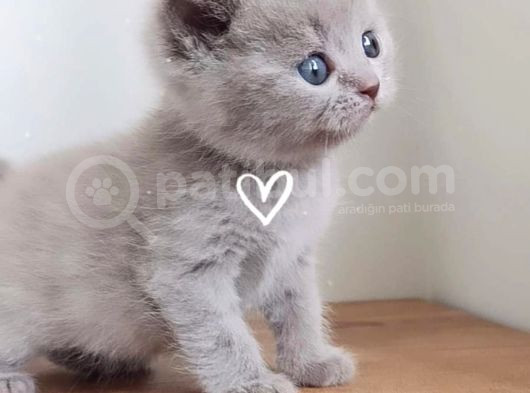 Kedi Ilanı görsel