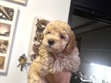 Toy Poodle Yavruları