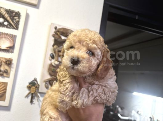 Toy Poodle Yavruları görsel